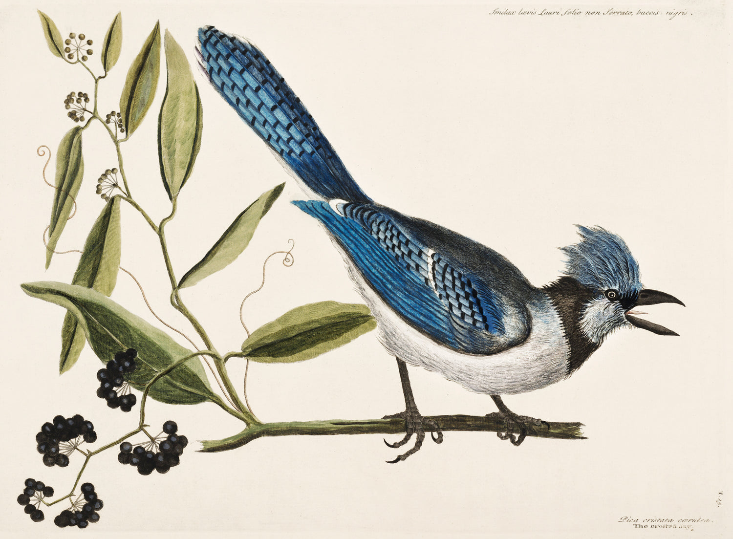 Crested Jay (Pica cristata carulea) from The Natural History of Carolina, Florida, and the Bahama Islands (1754) by Mark Catesby