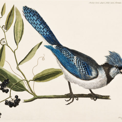 Crested Jay (Pica cristata carulea) from The Natural History of Carolina, Florida, and the Bahama Islands (1754) by Mark Catesby