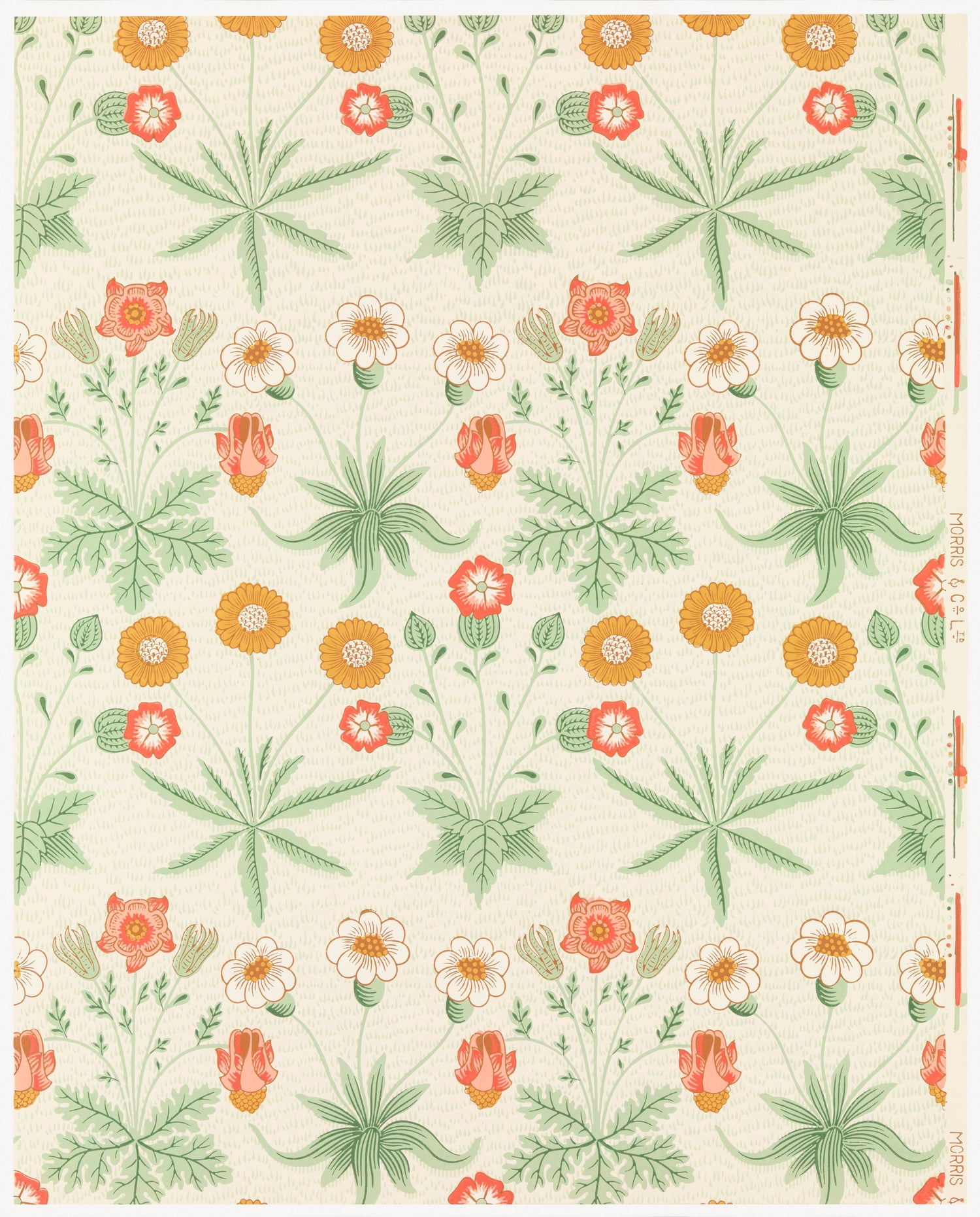 Daisy (1834-1896) by William Morris