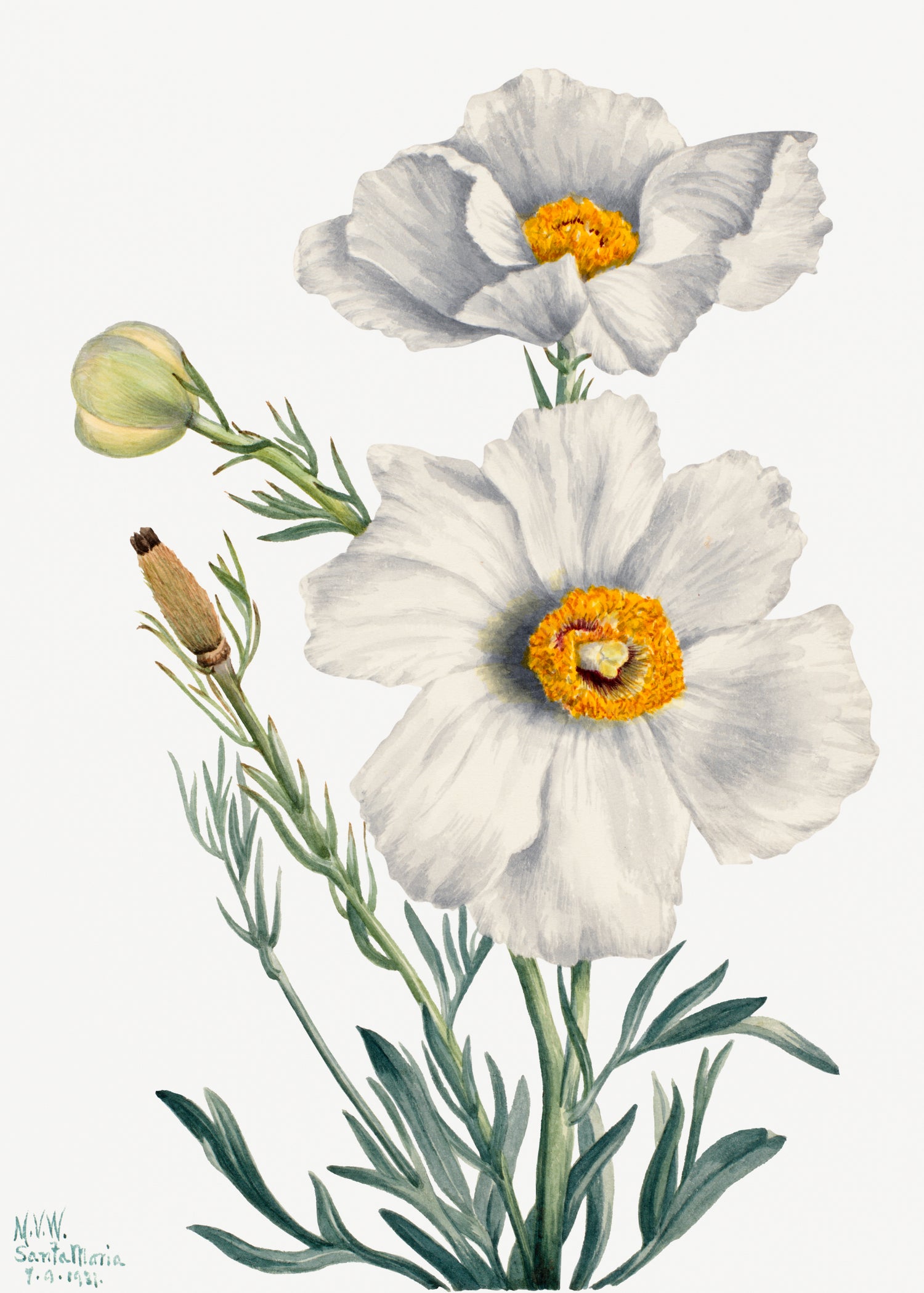 Matilija Poppy (Romneya coulteri) (1931) by Mary Vaux Walcott