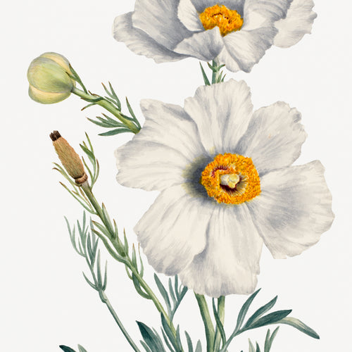 Matilija Poppy (Romneya coulteri) (1931) by Mary Vaux Walcott