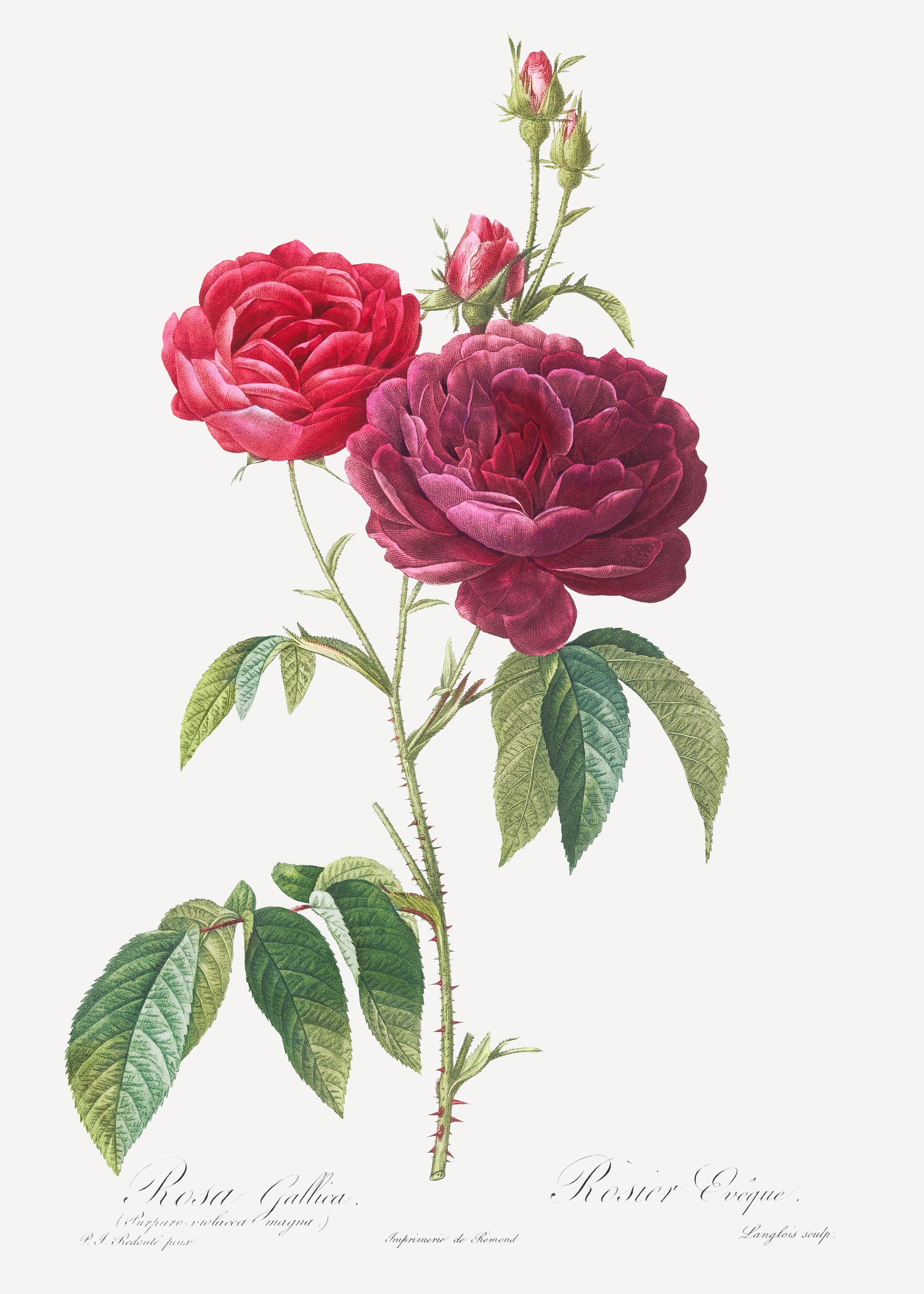 Purple French Rose, Rosa gallica purpuro-violacea magna from Les Roses (1817-1824) by Pierre-Joseph Redouté