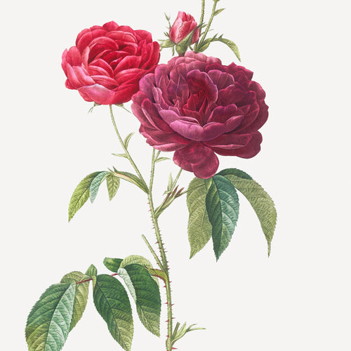 Purple French Rose, Rosa gallica purpuro-violacea magna from Les Roses (1817-1824) by Pierre-Joseph Redouté