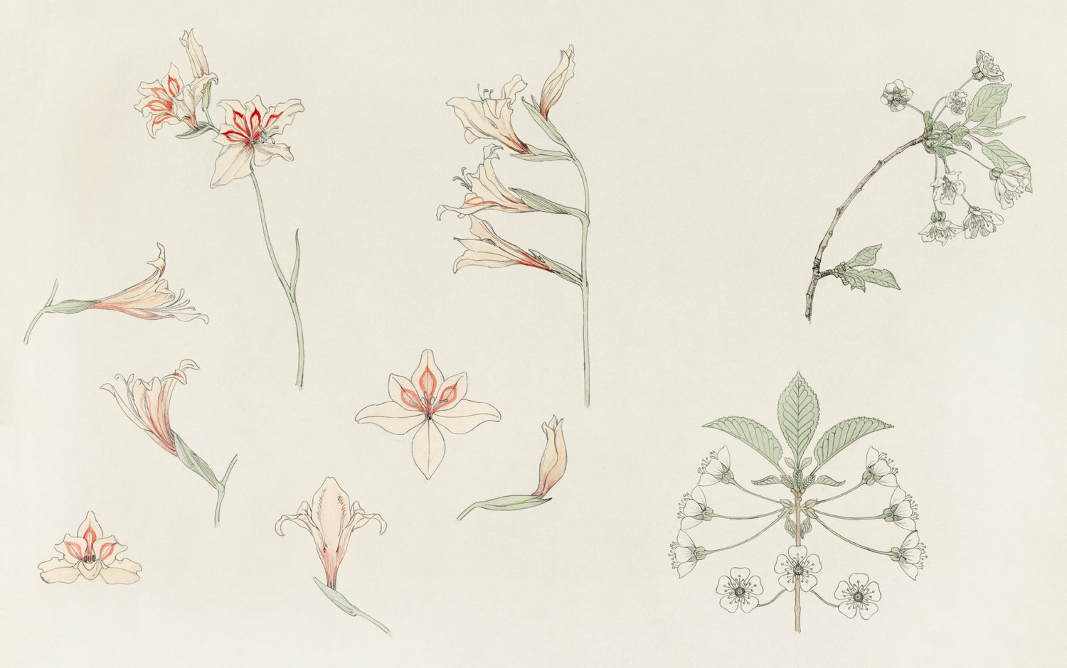 Study sheet with gladiolus and apple blossom (1899) by Julie de Graag