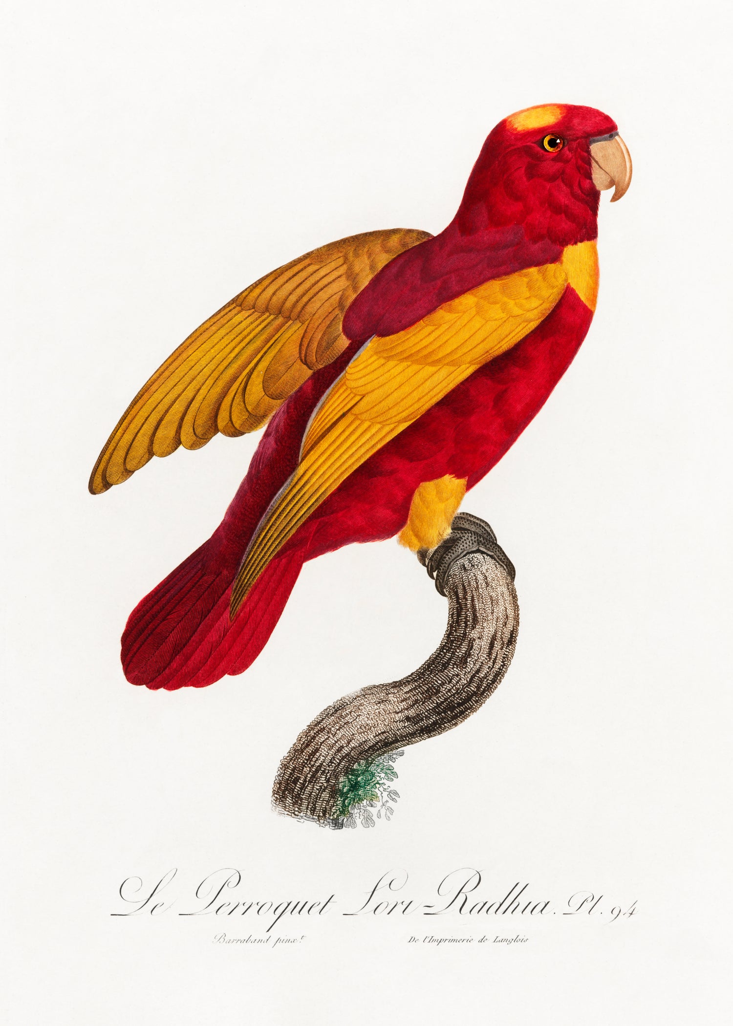 Red-and-Gold Lory, Lorius rex from Natural History of Parrots (1801-1805) by Francois Levaillant