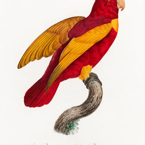 Red-and-Gold Lory, Lorius rex from Natural History of Parrots (1801-1805) by Francois Levaillant