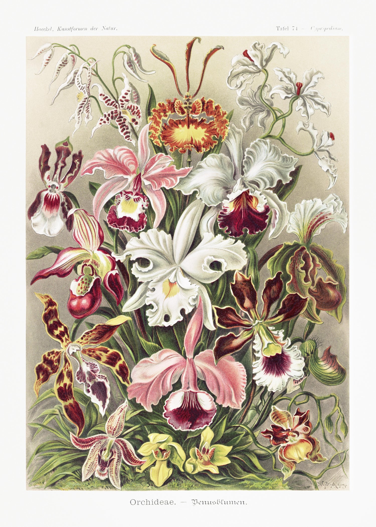 Orchideae-Denusblumen / A. Giltsch, gem from Kunstformen der Natur (1904) by Ernst Haeckel