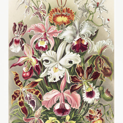 Orchideae-Denusblumen / A. Giltsch, gem from Kunstformen der Natur (1904) by Ernst Haeckel