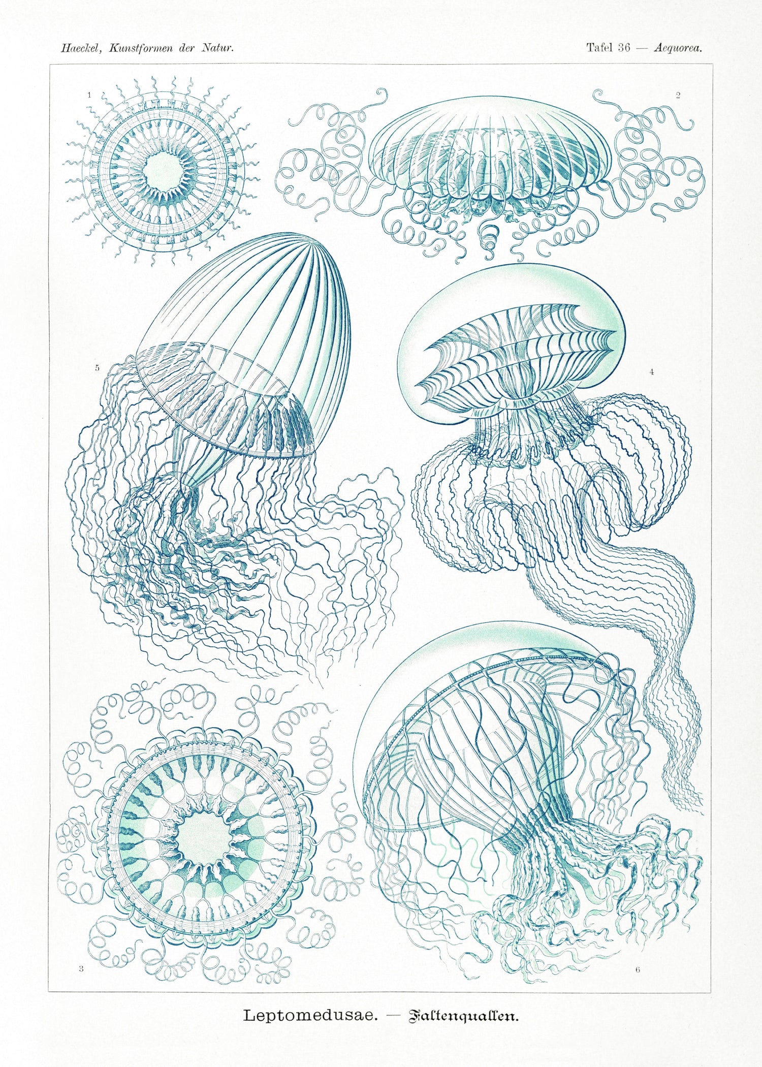 Leptomedusae-Faltenquallen (1904) by Ernst Haeckel