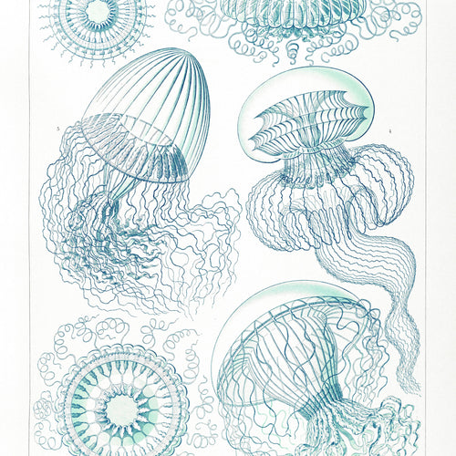 Leptomedusae-Faltenquallen (1904) by Ernst Haeckel