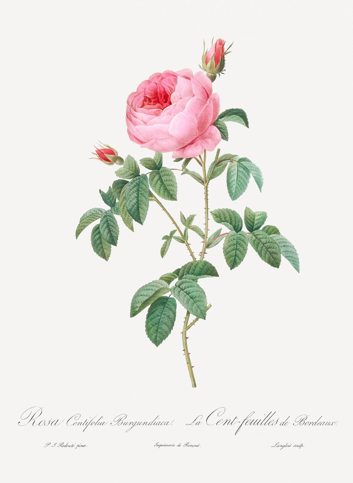 Burgundy Cabbage Rose, the Hundred-Leaves of Bordeaux (Rosa centifolia urgundiaca) from Les Roses (1817-1824) by Pierre-Joseph Redouté