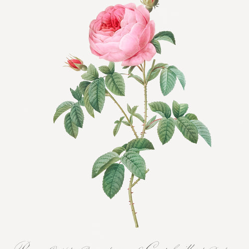 Burgundy Cabbage Rose, the Hundred-Leaves of Bordeaux (Rosa centifolia urgundiaca) from Les Roses (1817-1824) by Pierre-Joseph Redouté