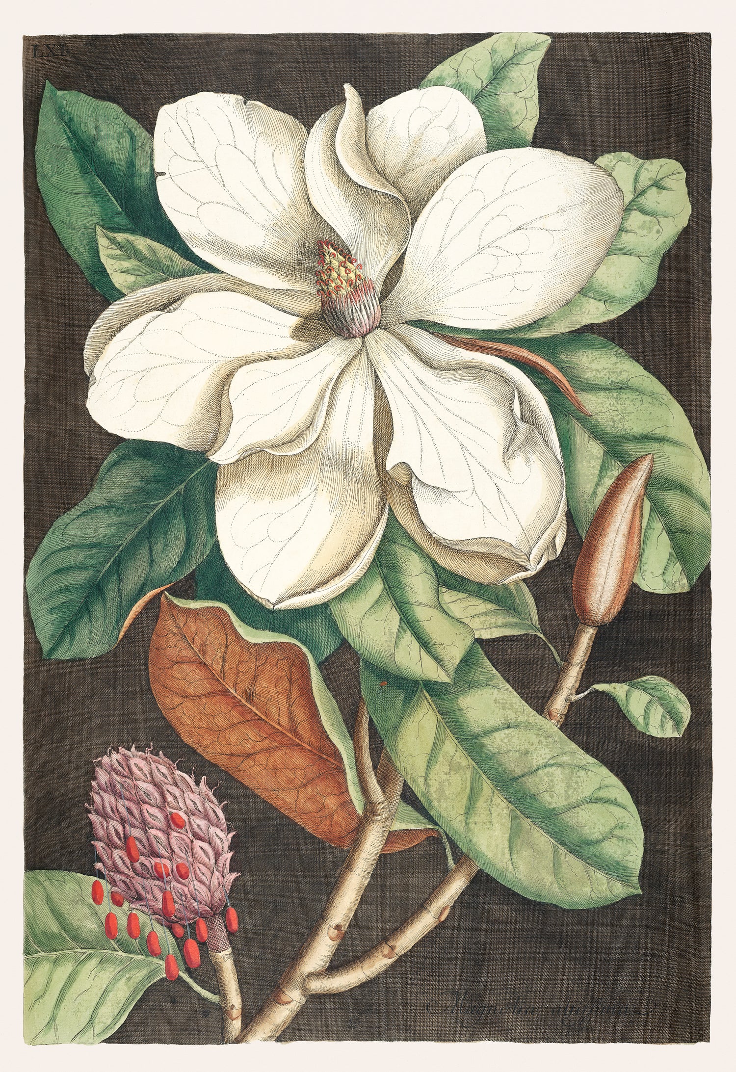 Laurel Tree (Magnolia altissima) from The natural history of Carolina, Florida, and the Bahama Islands (1754) by Mark Catesby