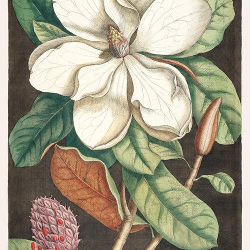 Laurel Tree (Magnolia altissima) from The natural history of Carolina, Florida, and the Bahama Islands (1754) by Mark Catesby