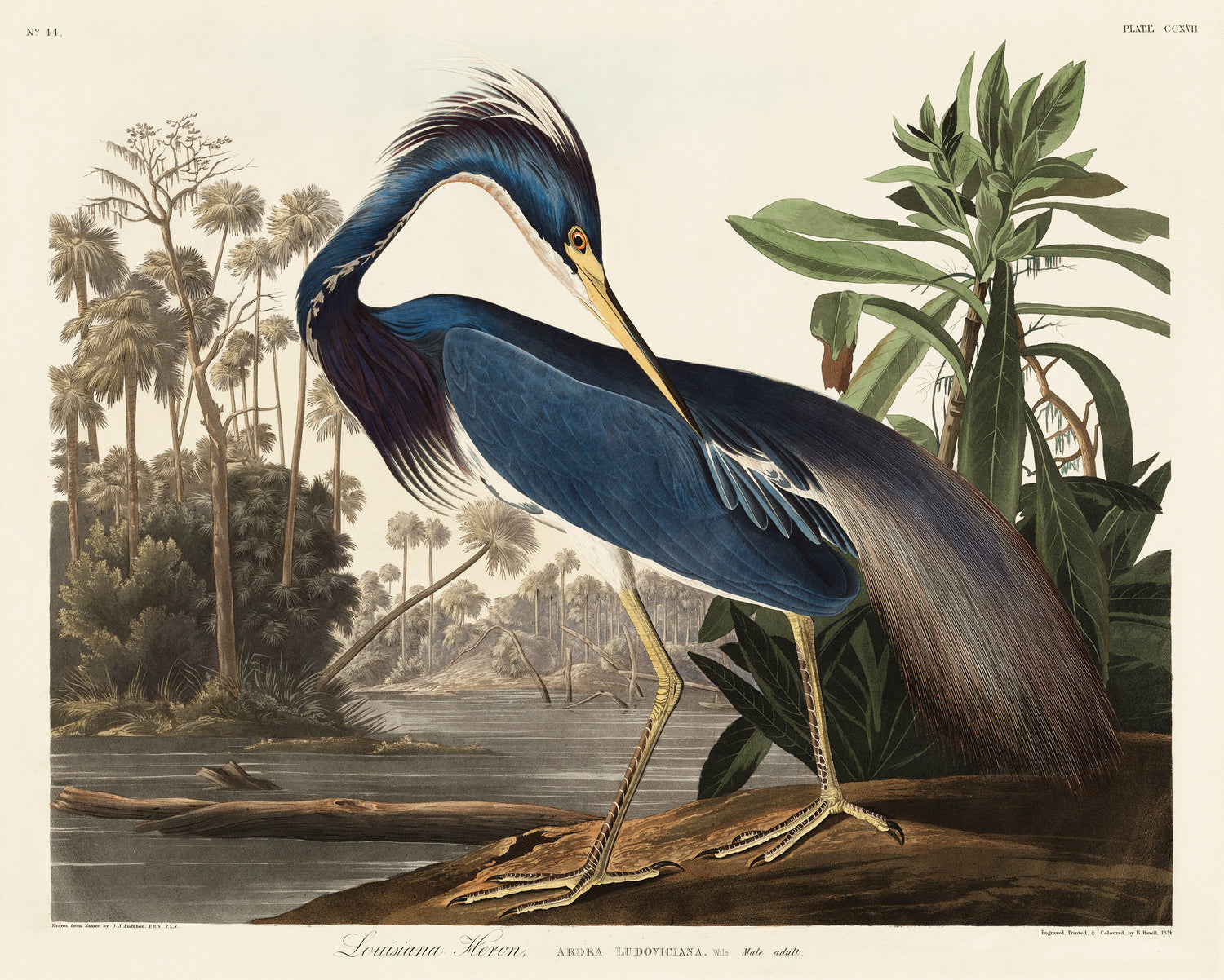 Louisiana Heron from Birds of America (1827) by John James Audubon