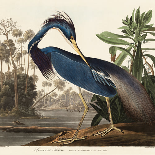 Louisiana Heron from Birds of America (1827) by John James Audubon