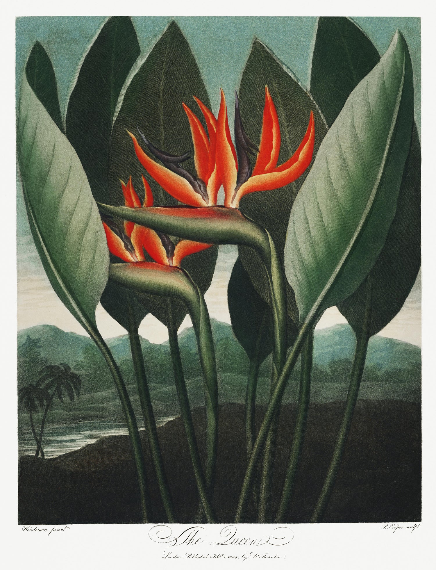 The Queen-Plant from The Temple of Flora (1807) by Robert John Thornton