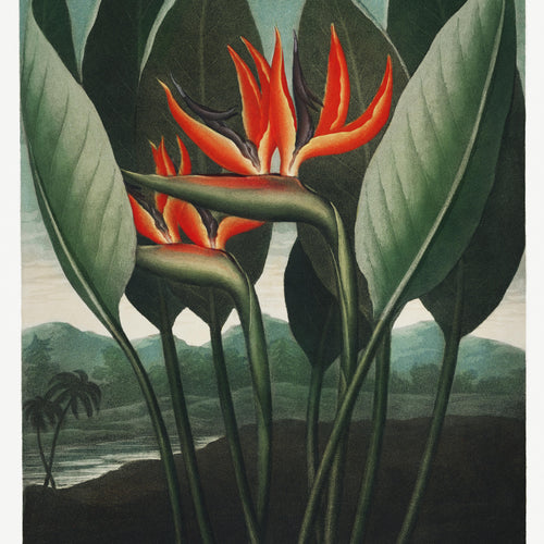 The Queen-Plant from The Temple of Flora (1807) by Robert John Thornton