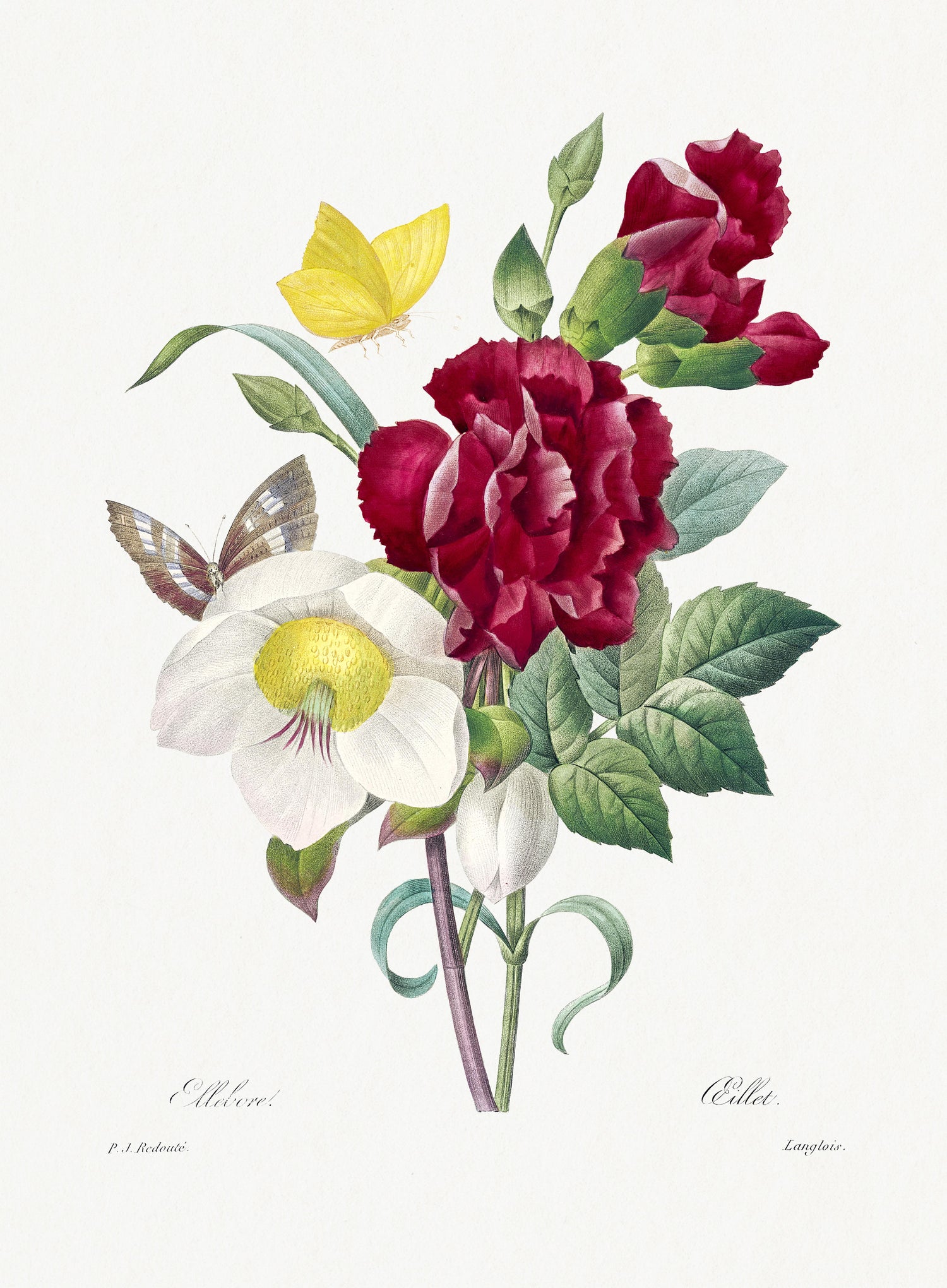 Hellebore and Oeillet (1759-1840) by Pierre-Joseph Redouté