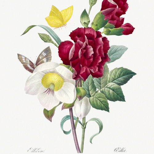 Hellebore and Oeillet (1759-1840) by Pierre-Joseph Redouté