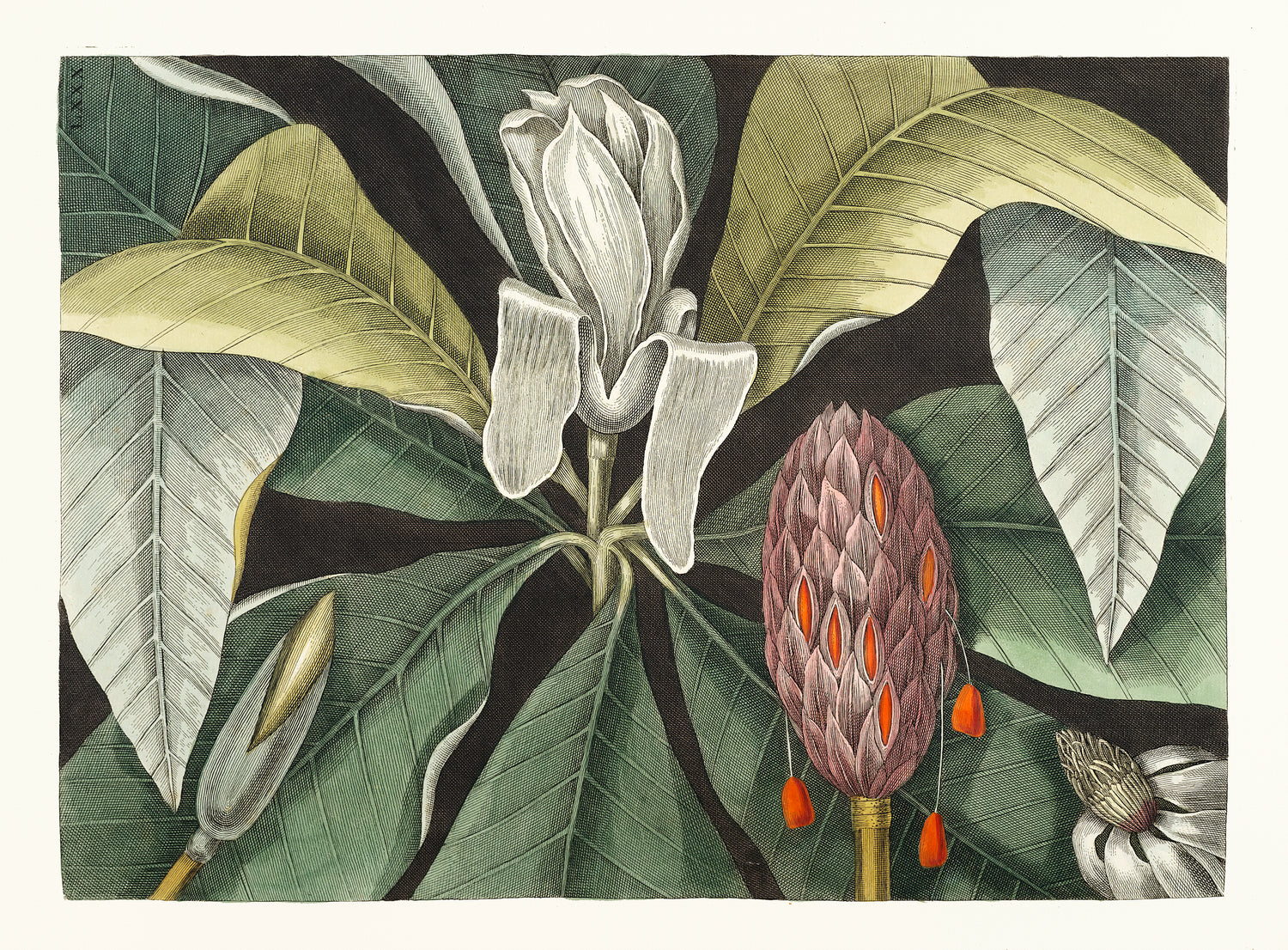 Umbrella Tree (Magnolia) from The natural history of Carolina, Florida, and the Bahama Islands (1754) by Mark Catesby