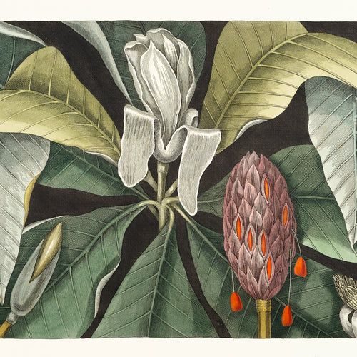 Umbrella Tree (Magnolia) from The natural history of Carolina, Florida, and the Bahama Islands (1754) by Mark Catesby