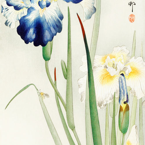 Irises (1900 - 1936) by Ohara Koson