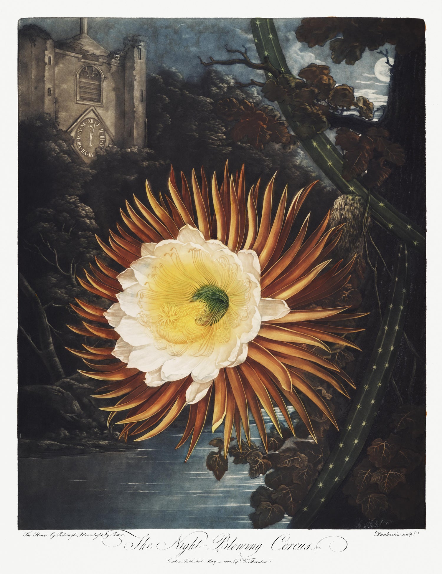 The Night-Blowing Cereus from The Temple of Flora (1807) by Robert John Thornton