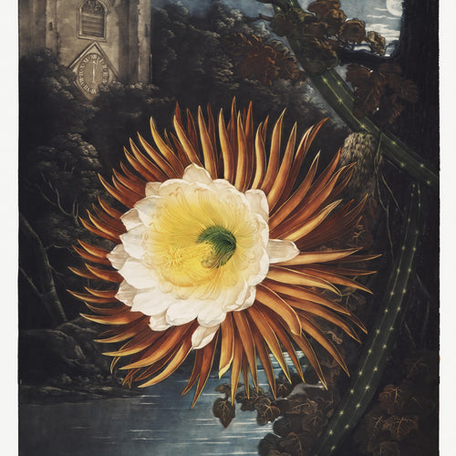 The Night-Blowing Cereus from The Temple of Flora (1807) by Robert John Thornton