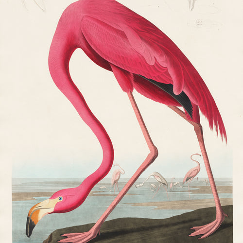 Pink Flamingo from Birds of America (1827) by John James Audubon