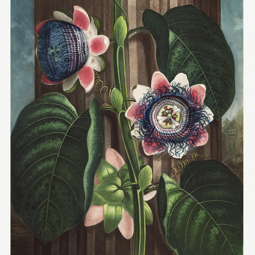 The Quadrangular Passion Flower from The Temple of Flora (1807) by Robert John Thornton