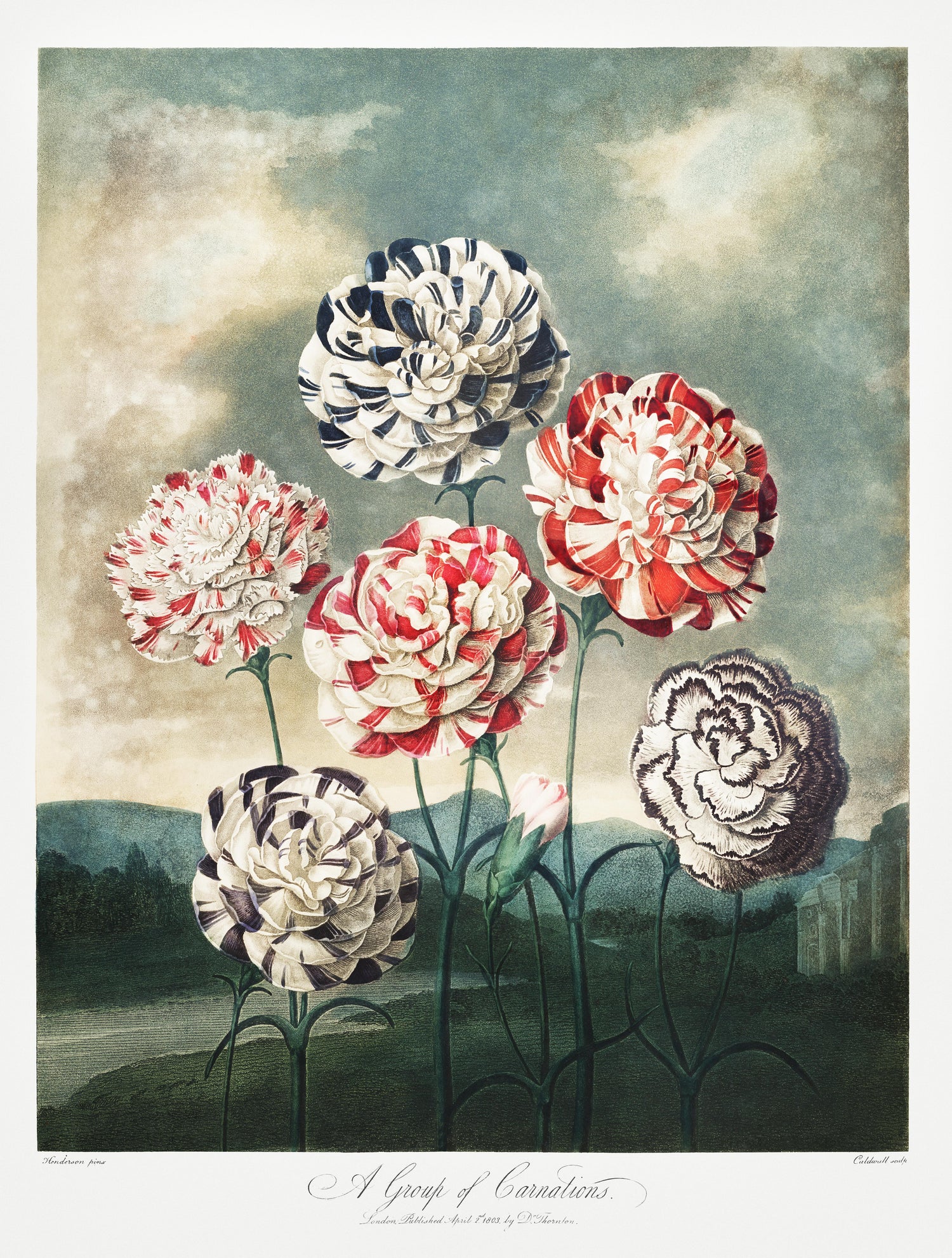 A Group of Carnations from The Temple of Flora (1807) by Robert John Thornton