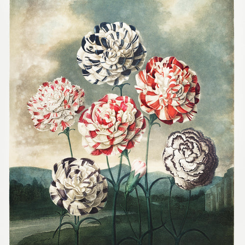 A Group of Carnations from The Temple of Flora (1807) by Robert John Thornton