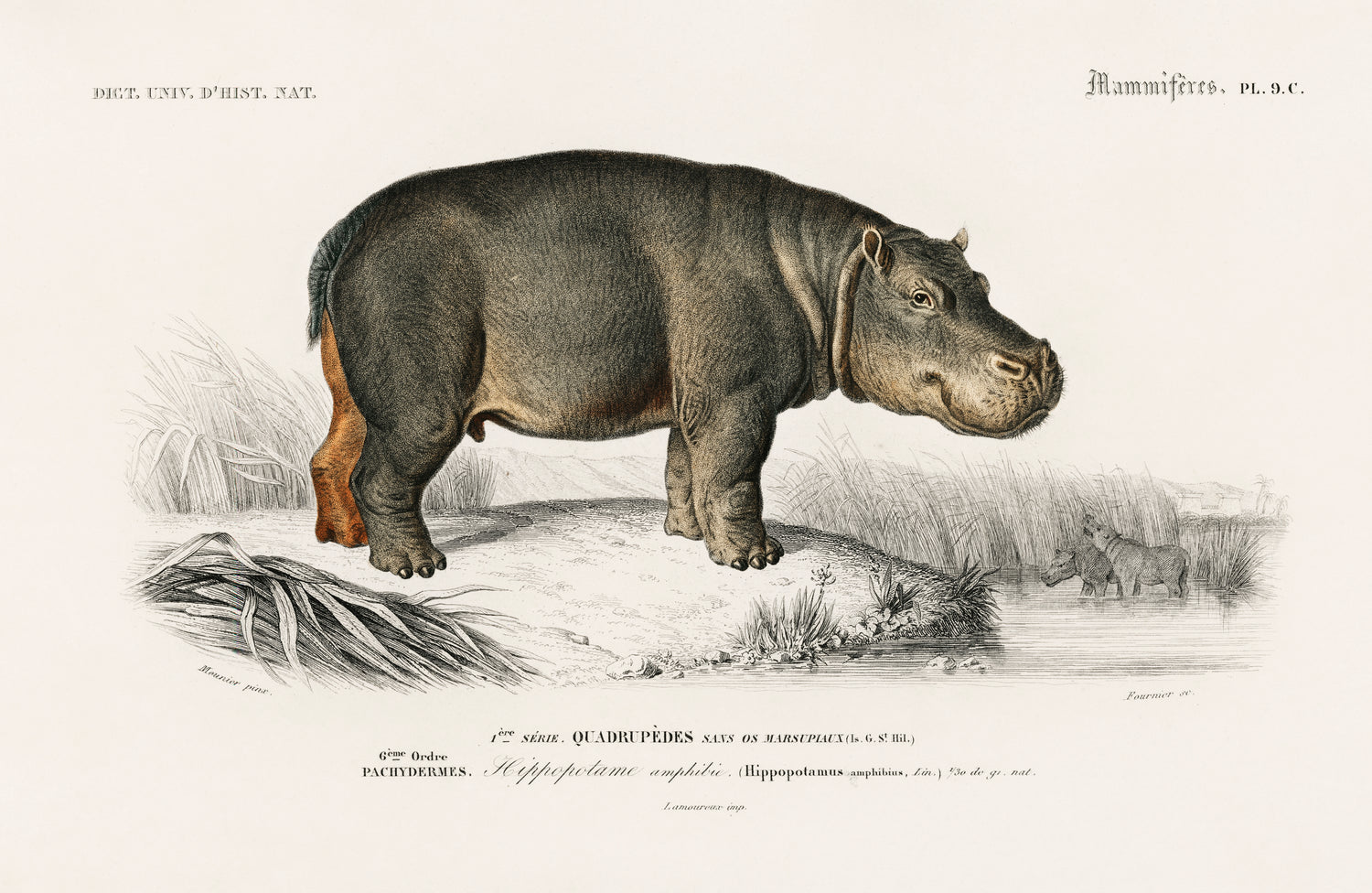 Hippopotamus (Hippopotame Amphibie) (1892) by Charles Dessalines D' Orbigny