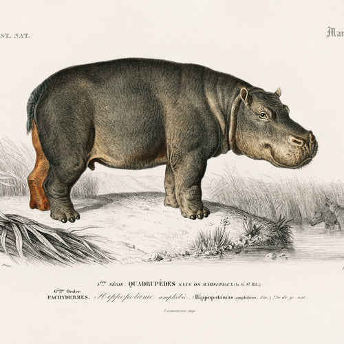 Hippopotamus (Hippopotame Amphibie) (1892) by Charles Dessalines D' Orbigny