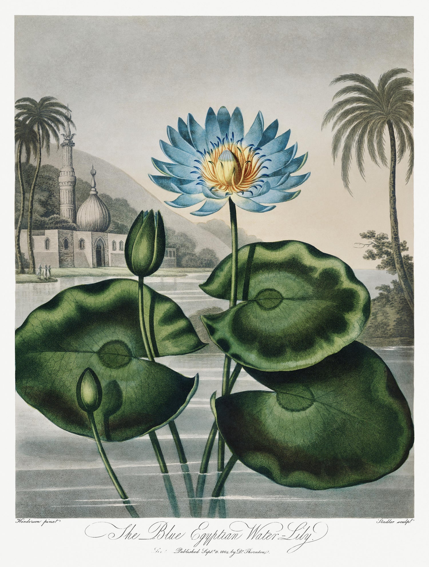 The Blue Egyptian Water-Lily from The Temple of Flora (1807) by Robert John Thornton