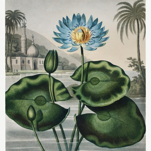 The Blue Egyptian Water-Lily from The Temple of Flora (1807) by Robert John Thornton