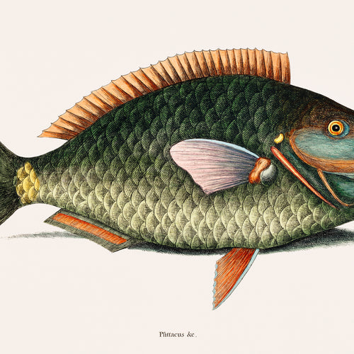 Parrot Fish (Psittacus Piscis Viridis) from The natural history of Carolina, Florida, and the Bahama Islands (1754) by Mark Catesby