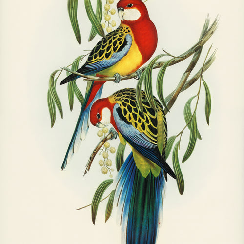 Birds of Australia (1972) by Elizabeth Gould