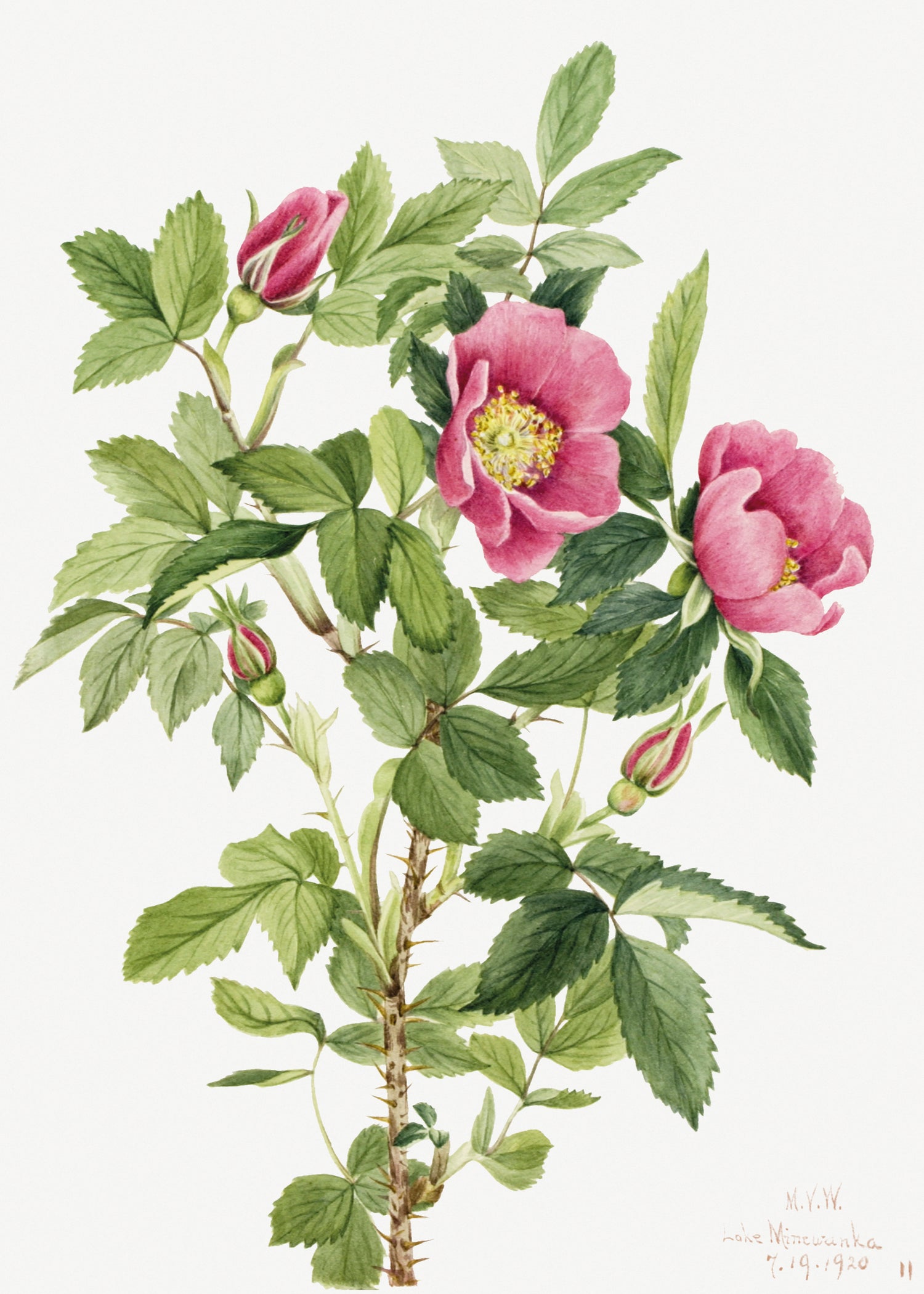 Bourgeau Rose (Rosa bourgeauiana) (1920) by Mary Vaux Walcott