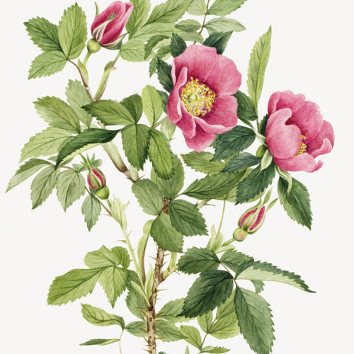 Bourgeau Rose (Rosa bourgeauiana) (1920) by Mary Vaux Walcott