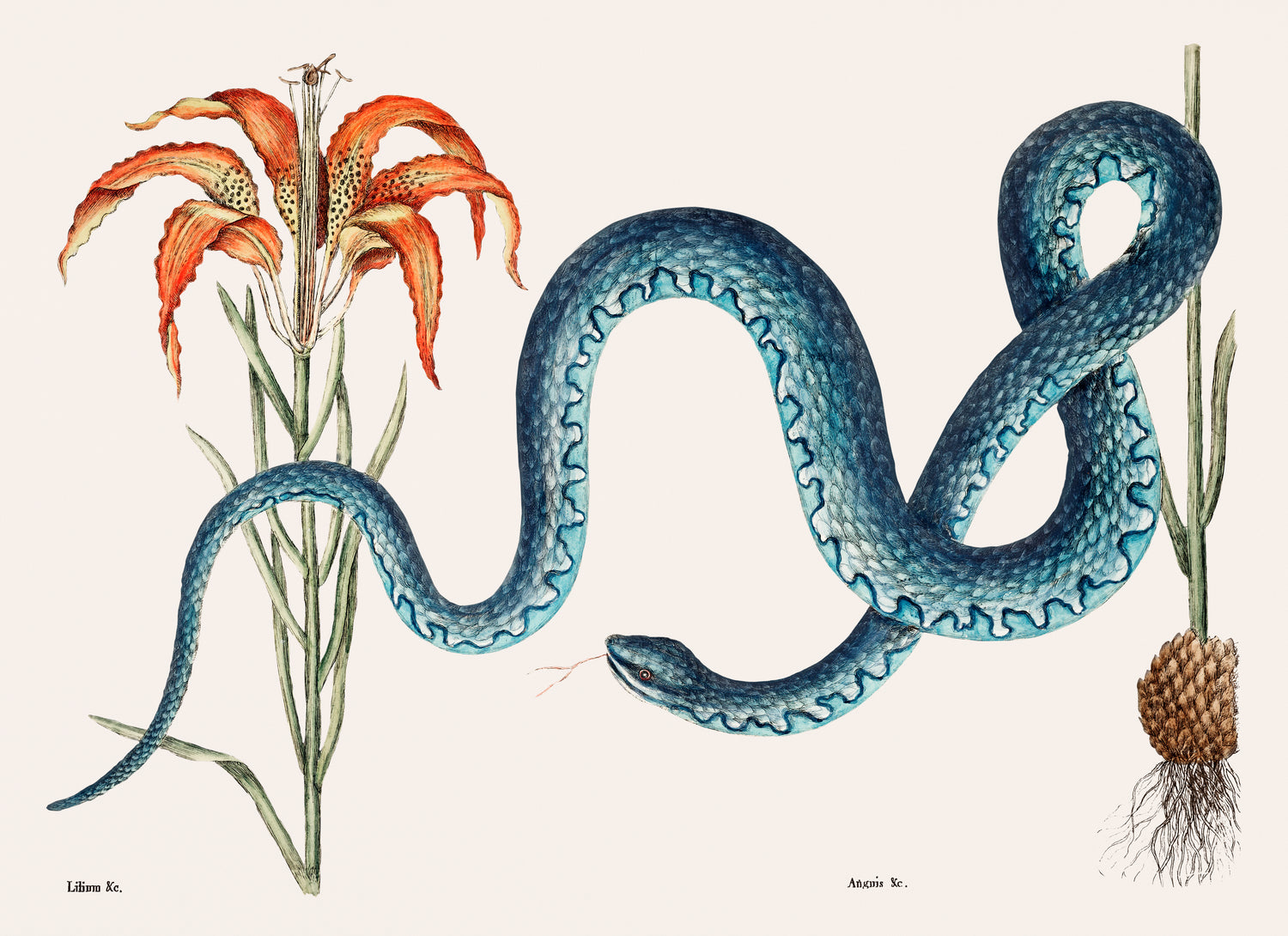 Wampum Snake (Anguis) from The natural history of Carolina, Florida, and the Bahama Islands (1754) by Mark Catesby