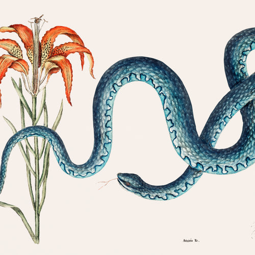 Wampum Snake (Anguis) from The natural history of Carolina, Florida, and the Bahama Islands (1754) by Mark Catesby