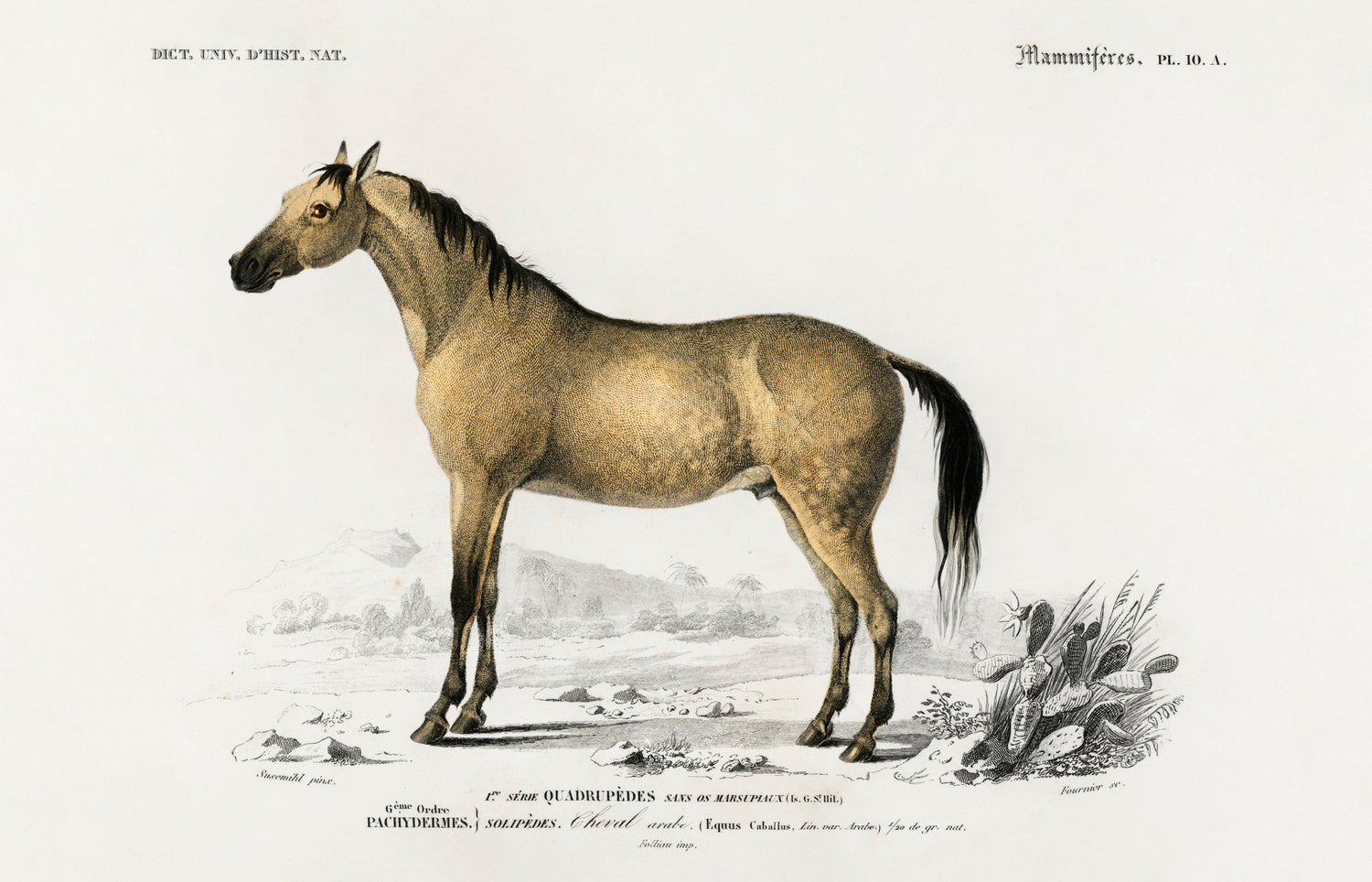 Horse (Equus ferus caballus) (1892) by Charles Dessalines D' Orbigny