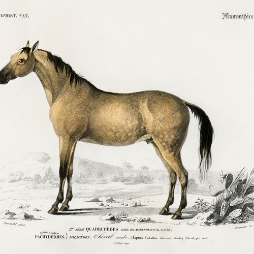 Horse (Equus ferus caballus) (1892) by Charles Dessalines D' Orbigny