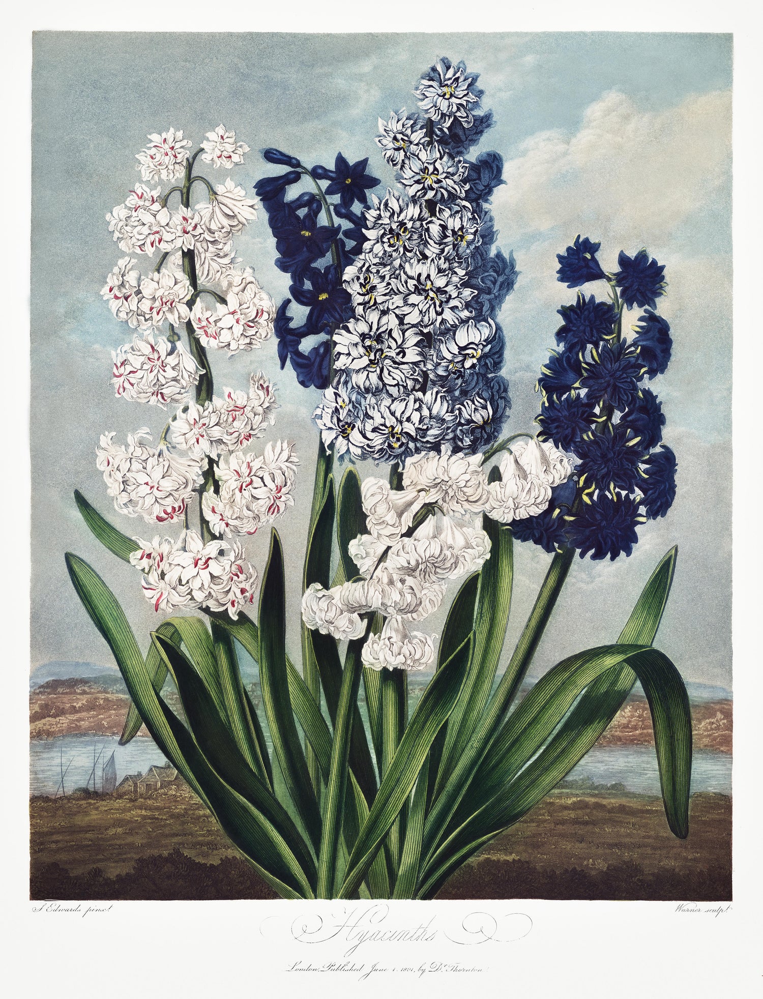 Hyacinths from The Temple of Flora (1807) by Robert John Thornton