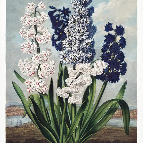 Hyacinths from The Temple of Flora (1807) by Robert John Thornton