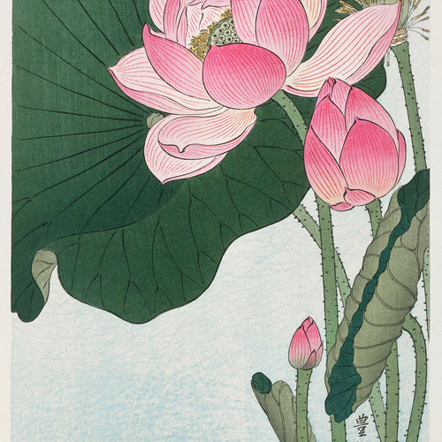 Blooming lotus flowers (1920 - 1930) by Ohara Koson