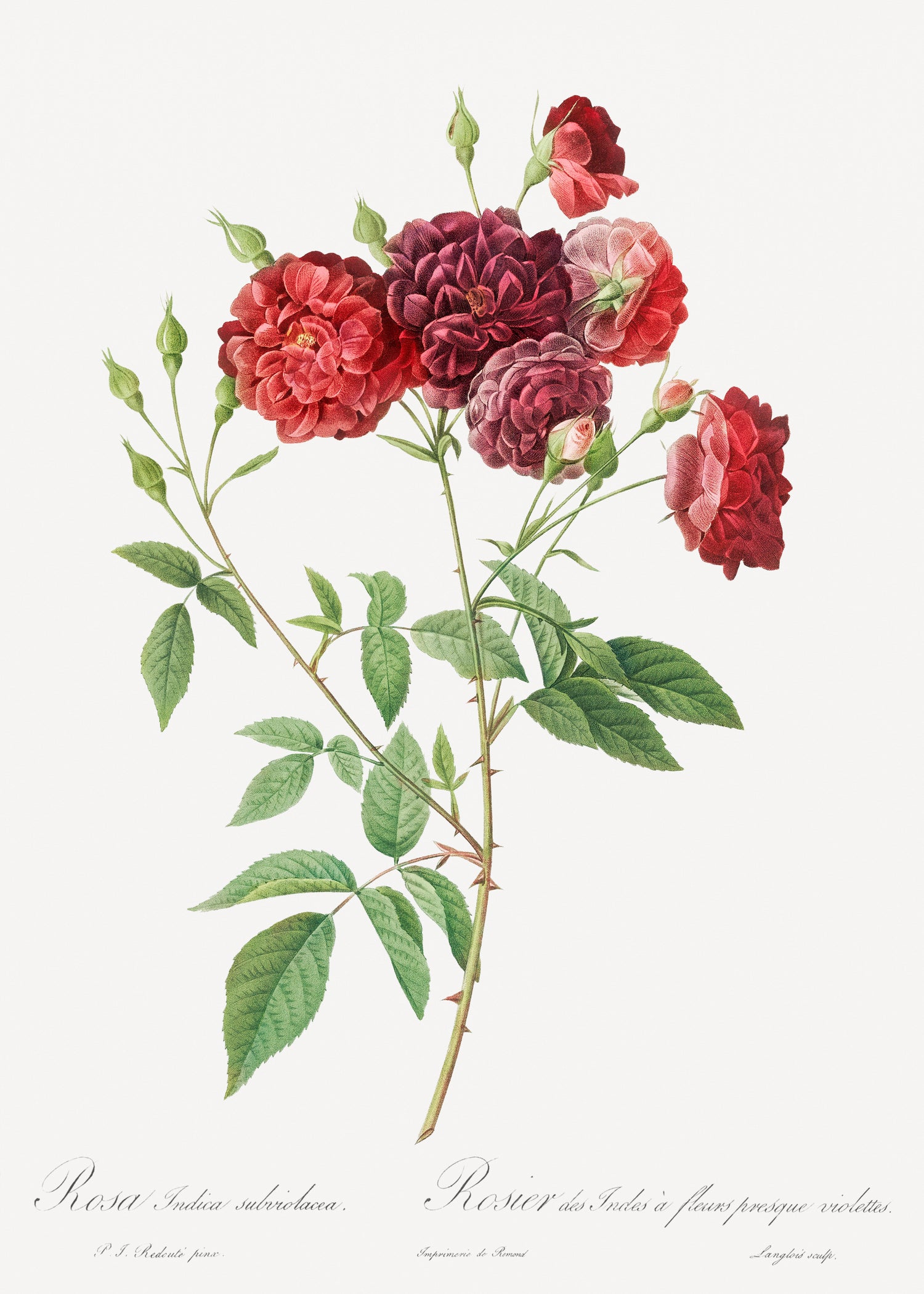 Rosebush with almost violet flowers (Rosa indica subviolacea) from Les Roses (1817-1824) by Pierre-Joseph Redouté