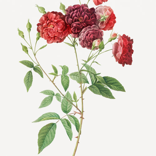 Rosebush with almost violet flowers (Rosa indica subviolacea) from Les Roses (1817-1824) by Pierre-Joseph Redouté